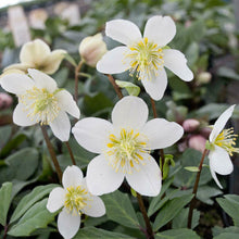 Load image into Gallery viewer, Helleborus Gold Collection® &#39;Jacob&#39;
