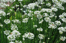 Load image into Gallery viewer, Garlic Chives
