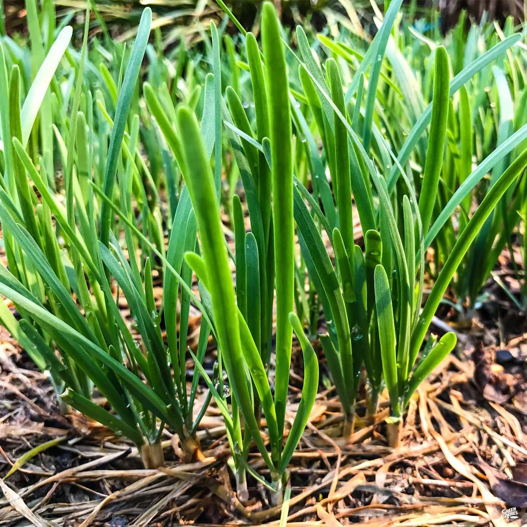 Garlic Chives