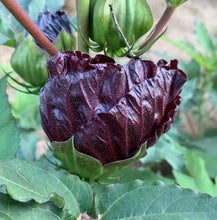 Load image into Gallery viewer, Hibiscus &#39;Blackberry Merlot&#39;
