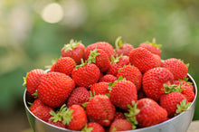 Load image into Gallery viewer, Strawberry 'Honeoye'
