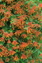 Load image into Gallery viewer, Lonicera &#39;Magnifica&#39;
