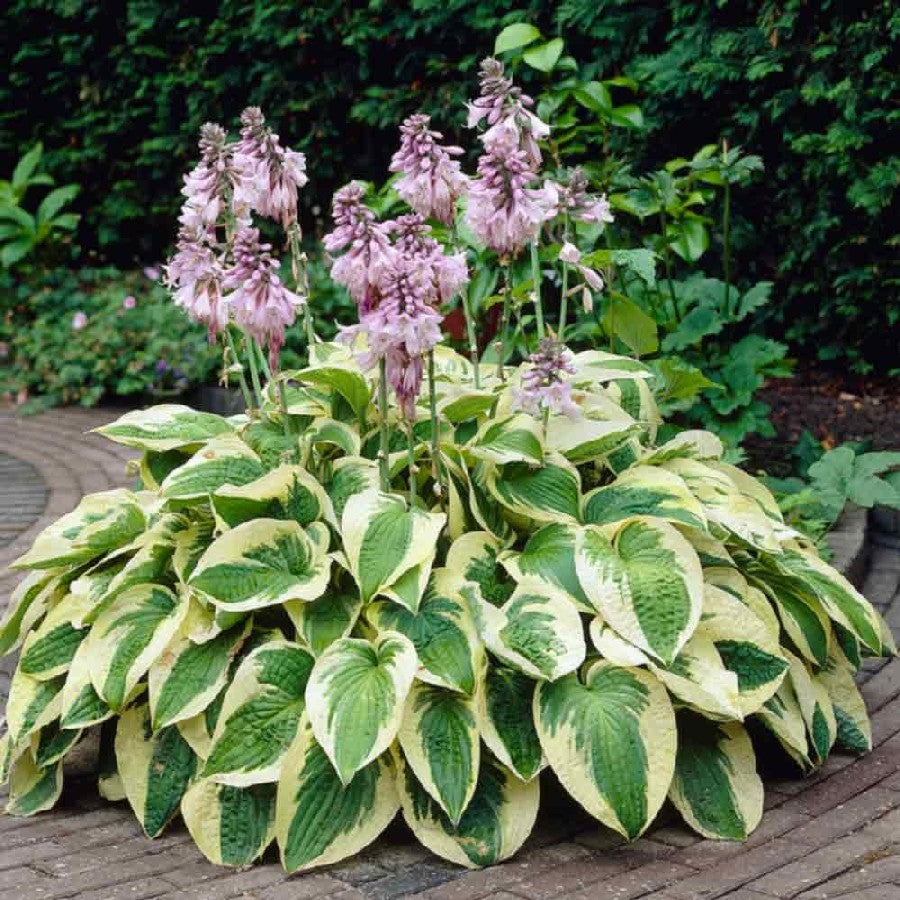 Hosta 'Wide Brim'