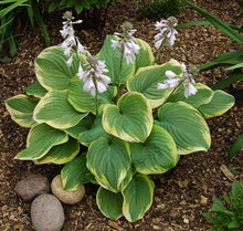 Load image into Gallery viewer, Hosta &#39;Fragrant Bouquet&#39;
