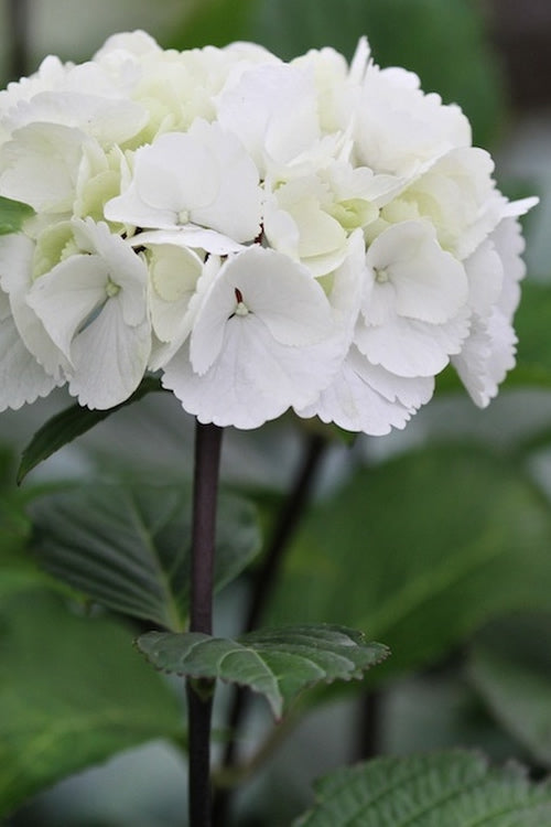 Hydrangea 'Zebra' – BloomBox