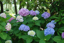 Load image into Gallery viewer, Hydrangea &#39;Penny Mac&#39;
