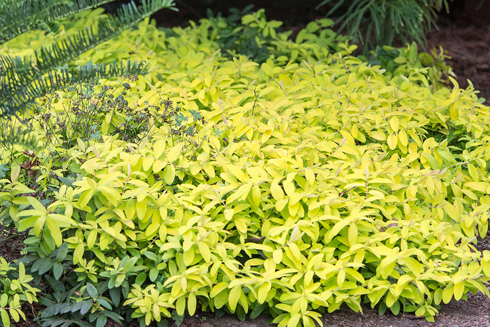 Hypericum 'Brigadoon'