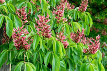 Load image into Gallery viewer, Red Buckeye
