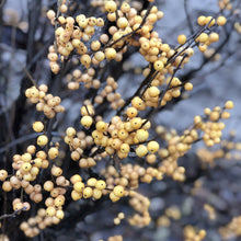 Load image into Gallery viewer, Ilex &#39;Berry Heavy Gold&#39;
