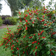 Load image into Gallery viewer, Ilex &#39;Berry Heavy&#39;
