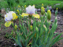 Load image into Gallery viewer, German Iris &#39;Double Your Fun&#39;
