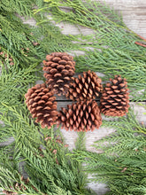 Load image into Gallery viewer, Ponderosa Pine Cones- 5 Pack
