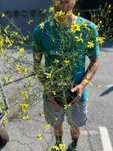 Load image into Gallery viewer, Coreopsis 'Moonbeam'
