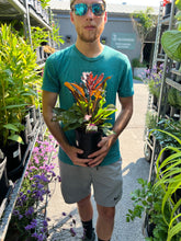 Load image into Gallery viewer, Penstemon &#39;Dakota Burgundy&#39;
