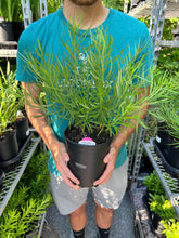 Load image into Gallery viewer, Amsonia &#39;Butterscotch&#39;
