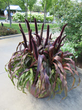 Load image into Gallery viewer, Ornamental Millet &#39;Purple Baron&#39;
