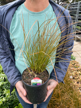 Load image into Gallery viewer, Carex &#39;Prairie Fire&#39;
