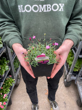 Load image into Gallery viewer, Dianthus Mountain Frost™ 'Pink PomPom'
