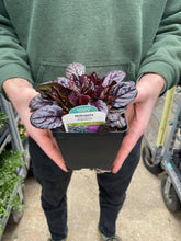 Load image into Gallery viewer, Ajuga &#39;Mahogany&#39;
