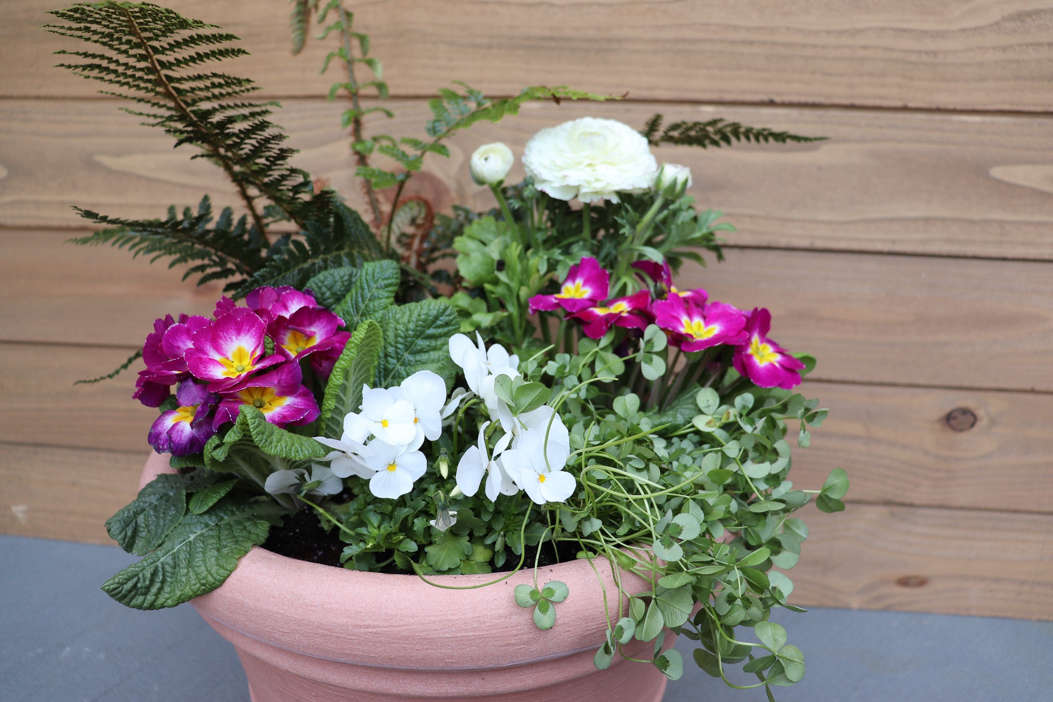 'Fern Fantastic' DIY Container Kit