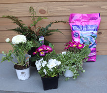 Load image into Gallery viewer, &#39;Fern Fantastic&#39; DIY Container Kit
