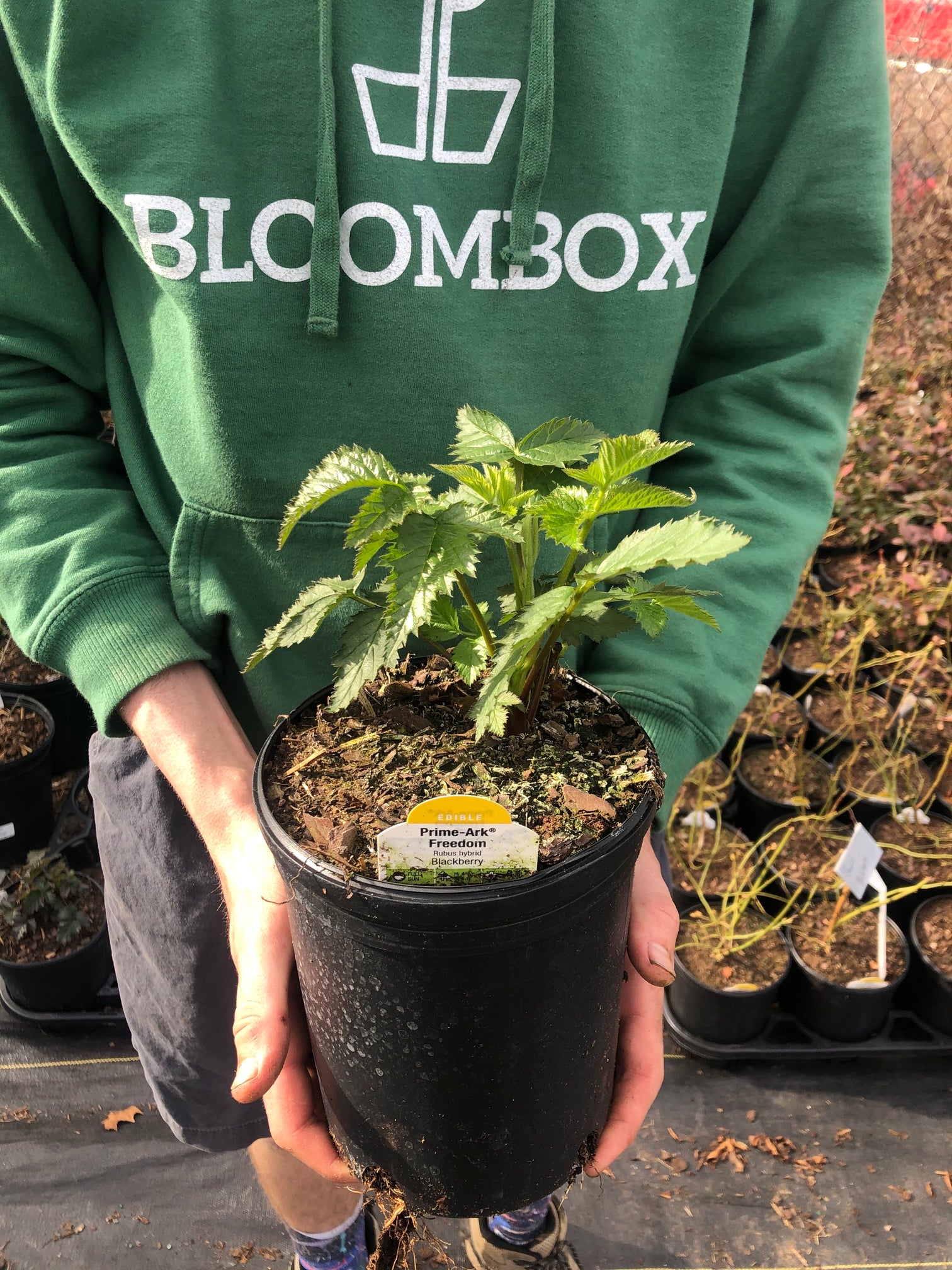 Blackberry 'Prime-Ark® Freedom' – BloomBox