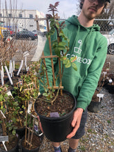 Load image into Gallery viewer, Climbing Rose - Quicksilver Arborose
