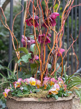 Load image into Gallery viewer, &#39;Holy Hellebore&#39; Drop-in Planter
