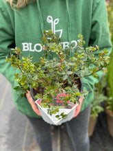 Load image into Gallery viewer, Rose - Oso Easy Urban Legend
