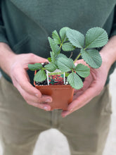 Load image into Gallery viewer, Strawberry &#39;Fresca&#39;
