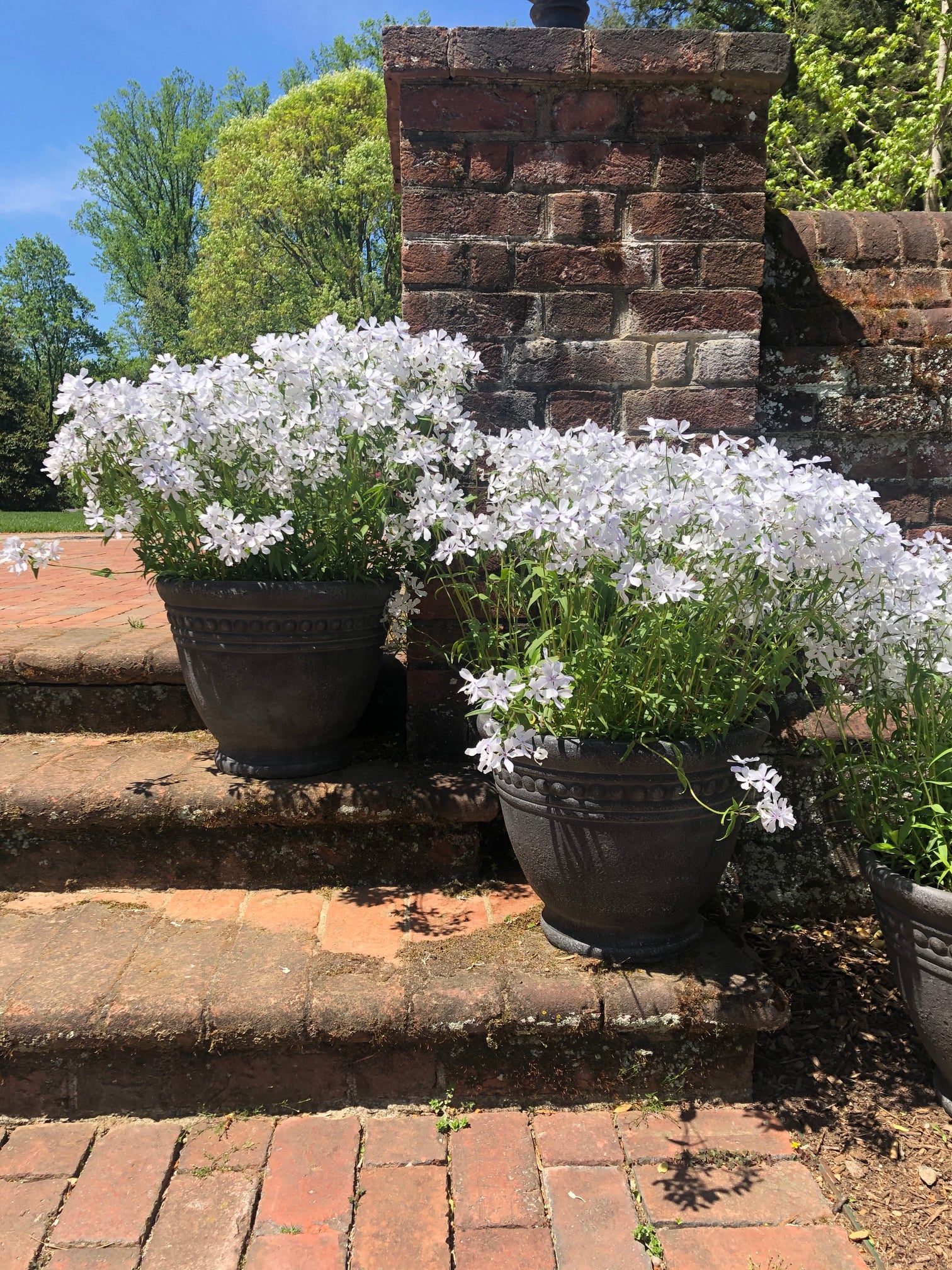 Phlox 'May Breeze' – BloomBox