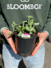Load image into Gallery viewer, Brunnera &#39;Sea Heart&#39;
