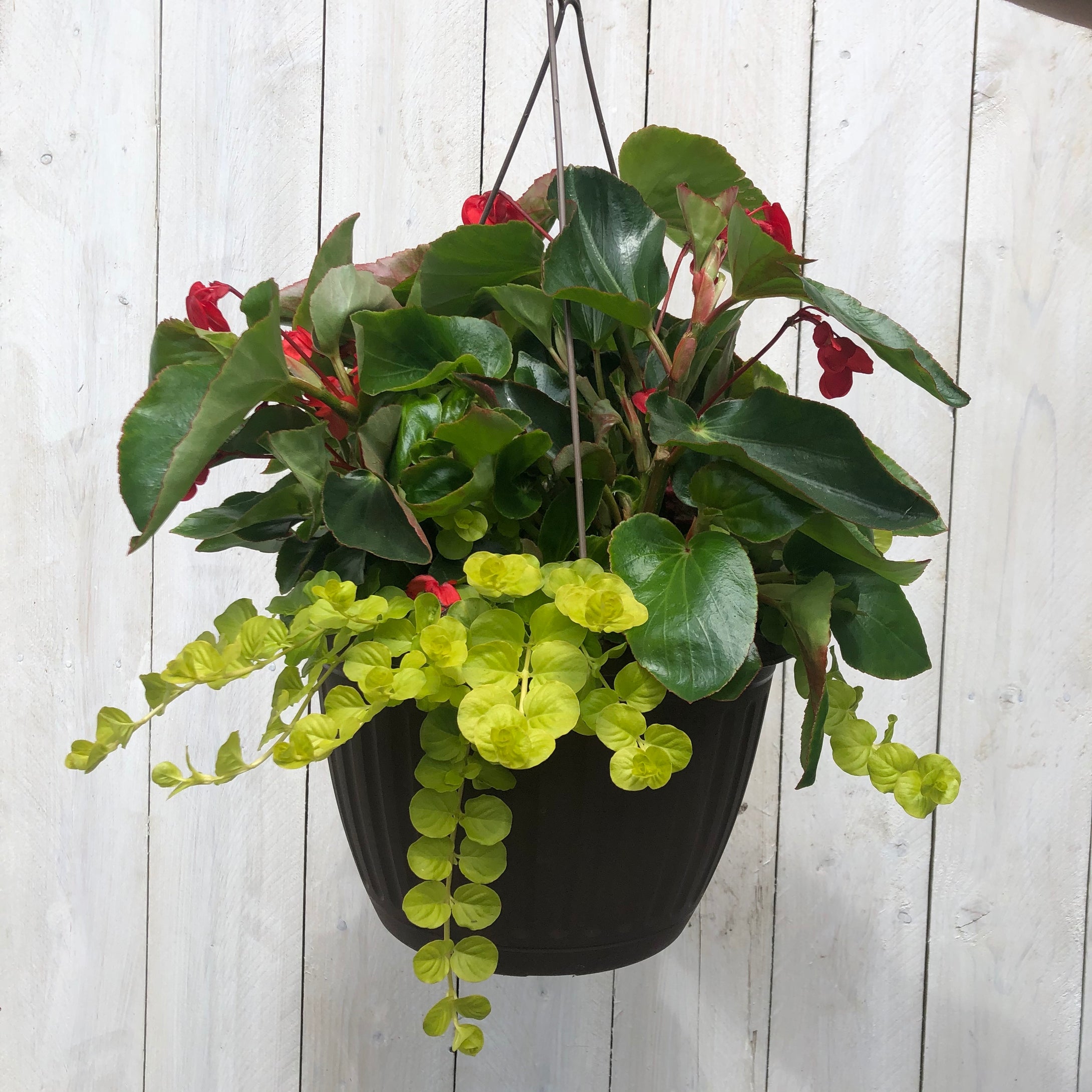 Hanging Basket - Red Begonia/Creeping Jenny