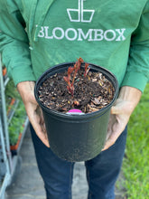 Load image into Gallery viewer, Peony 'Leslie Peck'
