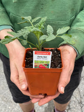 Load image into Gallery viewer, Tomato &#39;Early Girl&#39;
