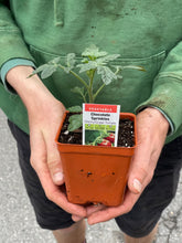Load image into Gallery viewer, Tomato &#39;Chocolate Sprinkles&#39;
