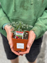 Load image into Gallery viewer, Tomato &#39;Sugar Rush&#39;

