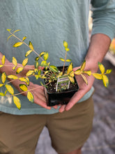 Load image into Gallery viewer, Vinca Minor 'Illumination'
