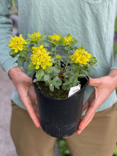 Load image into Gallery viewer, Euphorbia polychroma
