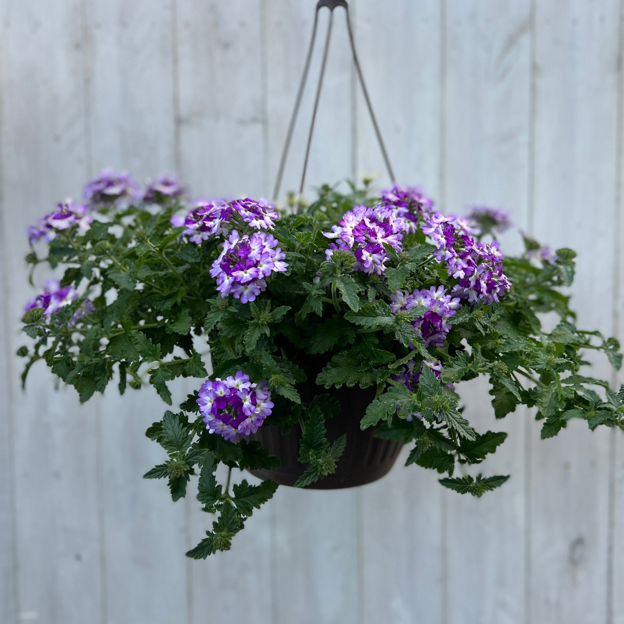 Superbena® Hanging Basket