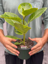 Load image into Gallery viewer, Ficus altissima

