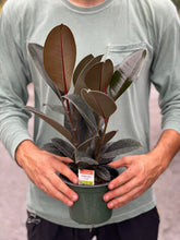 Load image into Gallery viewer, Burgundy Rubber Tree
