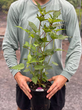 Load image into Gallery viewer, Hibiscus &#39;Blackberry Merlot&#39;
