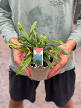 Load image into Gallery viewer, Kangaroo Paw Fern
