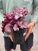 Load image into Gallery viewer, Heuchera 'Pink Panther'
