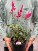 Load image into Gallery viewer, Astilbe &#39;Fanal&#39;
