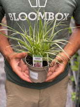 Load image into Gallery viewer, Pennisetum &#39;Fireworks&#39;
