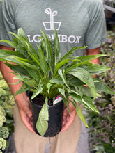 Load image into Gallery viewer, Echinacea 'Parrot'

