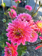 Load image into Gallery viewer, XXL Dahlias
