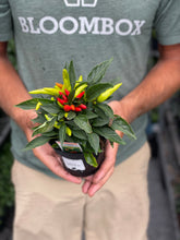 Load image into Gallery viewer, Ornamental Pepper &#39;Cupala&#39;
